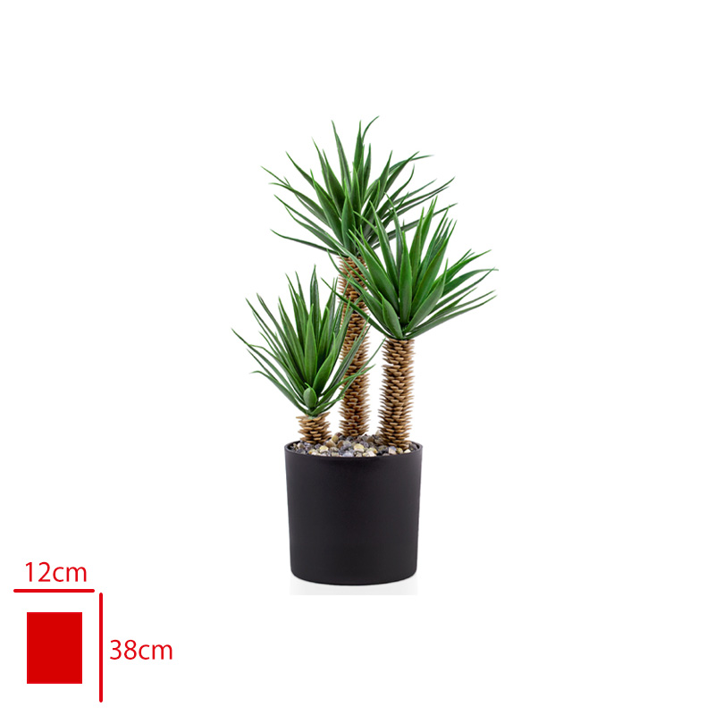 CICEK ALOE VERA SIYAH SAKSIDA 3 LU K200SYH